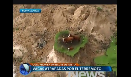 Tres vacas quedaron atrapadas luego del terremoto en Nueva Zelanda