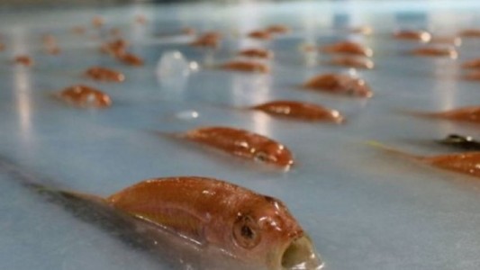 Un parque temático se disculpa por congelar 5.000 peces para una exposición