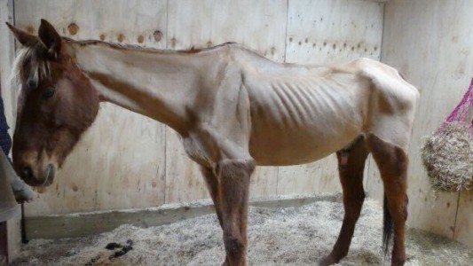 Por esta foto condenaron a una jinete, que no podrá tener caballos durante 10 años