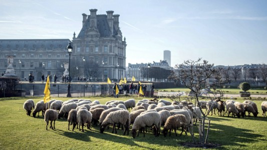 Un centenar de ovejas "protestan" en París por los crecientes ataques de lobos