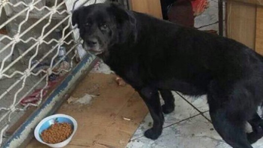 Furia en las redes con una mujer que mató a golpes a un perro en Santiago de Chile