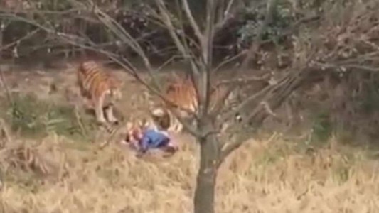 China: Un tigre mató a un hombre que "se coló" en un zoo