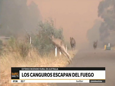 Los canguros escapan del fuego