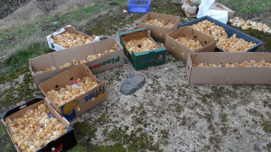 Cerca de mil pollitos fueron abandonados en un campo de Inglaterra