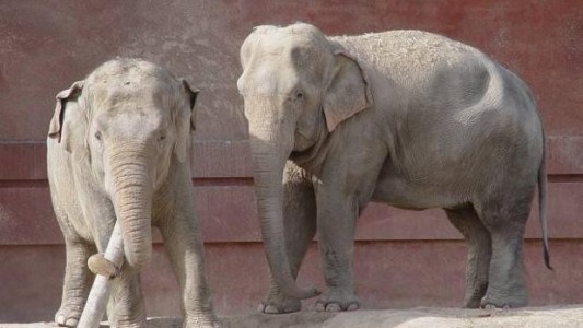 Quiso sacarse una selfie con un elefante y murió aplastado