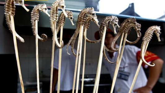 Detenidos por vender caballitos de mar como afrodisíacos