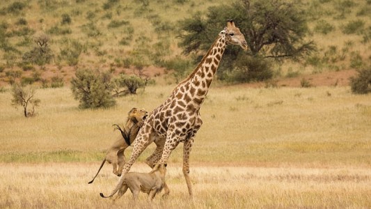 El dramático momento en que dos leones atacan a una jirafa en Sudáfrica