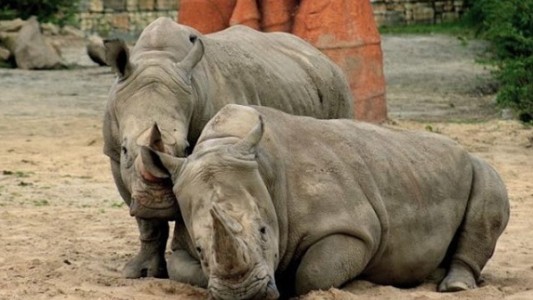 Sacrificaron al último rinoceronte blanco del norte macho