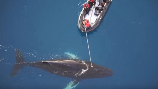Revelan que las ballenas tienen una intensa vida social