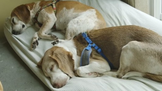 Una pareja convierte su casa en un santuario para perros mayores y enfermos