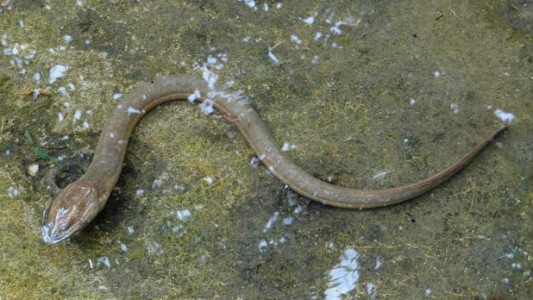 Se introdujo una anguila por el recto para combatir el estreñimiento