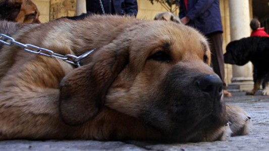 Ató a su perro con un cable al auto y lo arrastró hasta matarlo por agotamiento