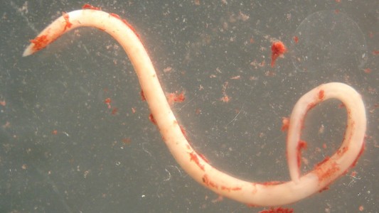 Aumentan casos de anisakiasis, infección parasitaria causada por el pescado crudo