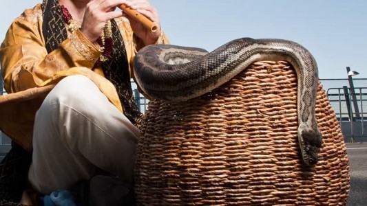 Un encantador murió tras ser mordido por su serpiente