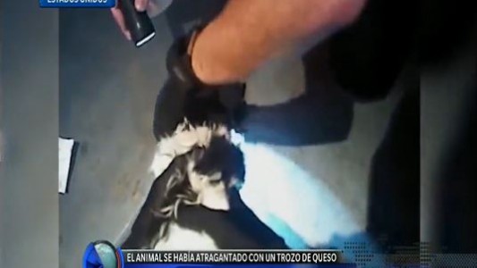 Dos policías revivieron a un perro