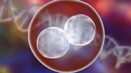 Estados Unidos: aplicaron por primera vez la edición genética en embriones humanos