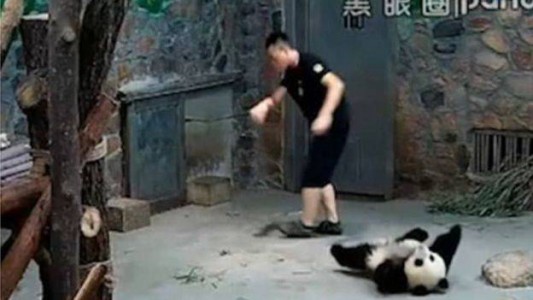 Furia en China por un video que muestra a dos cuidadores maltratando a osos panda