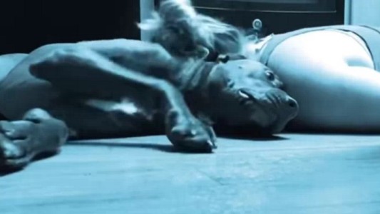 La historia de Colt, el perro que protege a su dueña en las crisis de epilepsia