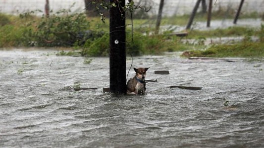 Dejaron un perrito atado en medio del huracán Harvey y lo salvó un fotógrafo