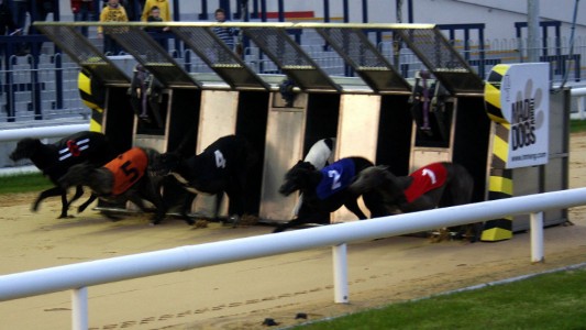 Escándalo en Irlanda: un galgo campeón dio positivo en cocaína