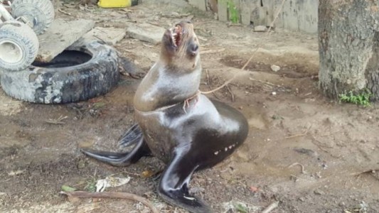 Murió un lobo marino que una familia tenía atado a un árbol