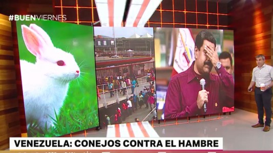 Problemas con el "Plan Conejo" en Venezuela: se encariñan y no los comen
