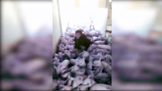 Condenaron a 15 meses de prisión al joven que mató 79 lechones saltando sobre ellos