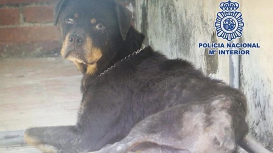 España: detuvieron a una mujer que tenía a su perra desnutrida y encerrada en la terraza