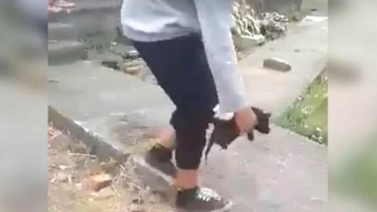 Detienen a adolescentes que apedrearon a gatitos hasta matarlos