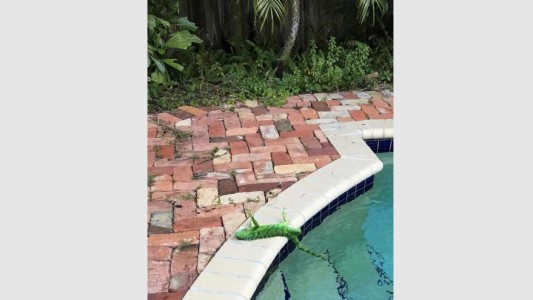 Llueven iguanas congeladas en Miami debido a las bajas temperaturas del ciclón bomba