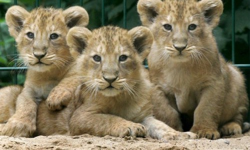Un zoológico sacrificó nueve cachorros de león por falta de espacio
