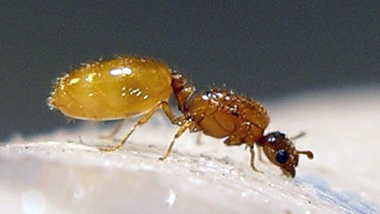 Hormigas producen antibióticos que podrían aplicarse a los humanos