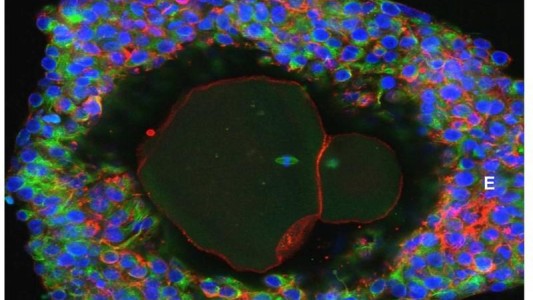 Por primera vez lograron desarrollar óvulos humanos en un laboratorio