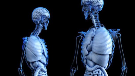 Descubrieron una característica hasta ahora desconocida de la anatomía humana