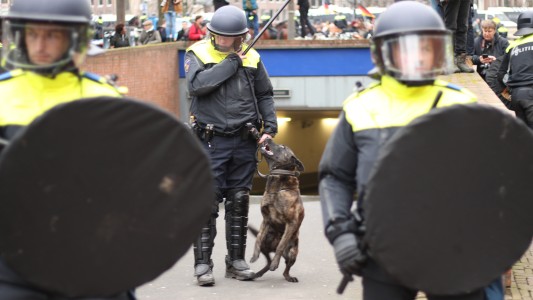 Perros entrenados contra los violadores