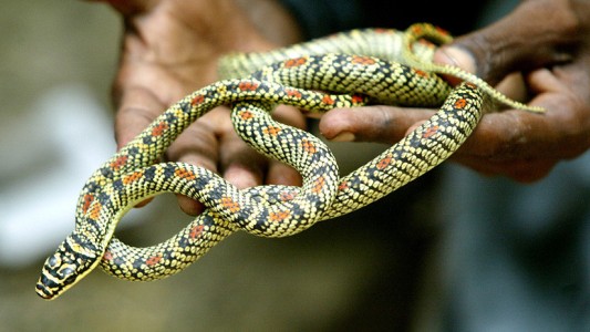 Una nena de tres años murió tras ser amamantada con leche envenenada