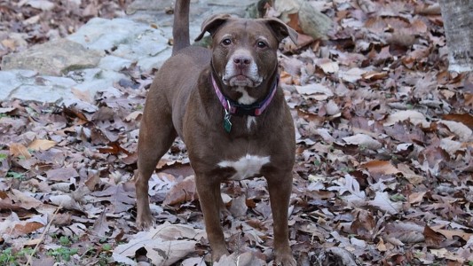 Un perro pitbull mató a un bebé de 8 meses en Estados Unidos