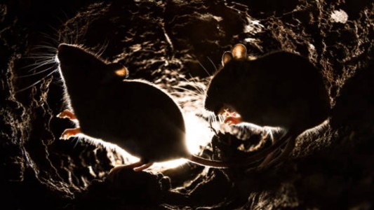 Una rata se metió en un cajero automático y se comió 18 mil dólares