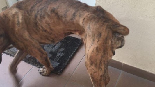 Un perro fue abandonado por su dueña en un departamento y sobrevivió cuatro meses encerrado