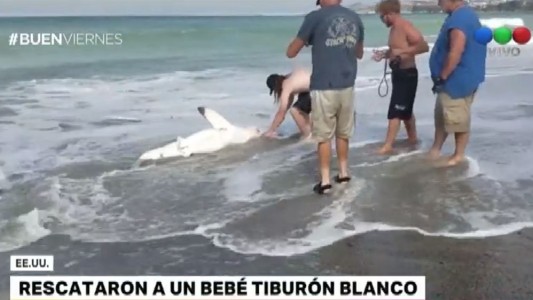 Un cazón blanco varado fue devuelto al mar
