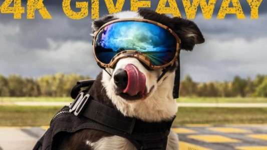 #EsViral Piper, el perro amado que trabaja como controlador de fauna en un aeropuerto