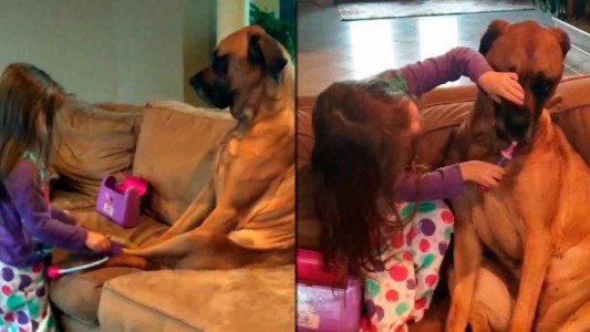 Pura ternura: la nena que juega al doctor con su perro