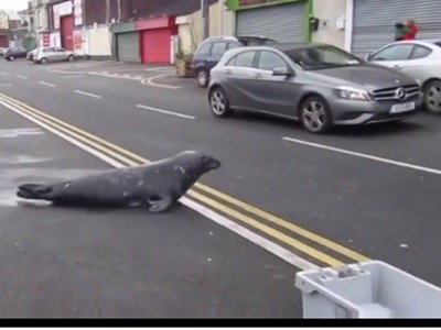 #EsViral La foca en el restaurante