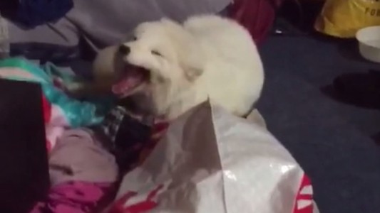 #EsViral La risa más contagiosa del mundo es la de este zorro ártico