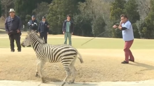 Video: se escapó una cebra, la sedaron para atraparla y terminó ahogada