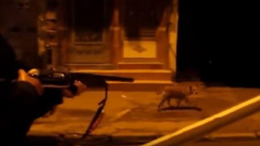 indignación por la matanza de perros callejeros en Marruecos