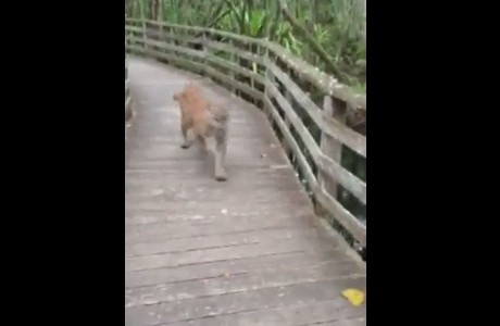 #EsViral No era un perro, era un puma