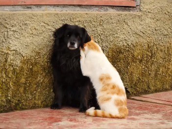 #EsViral La gata acosadora y el perro indeciso
