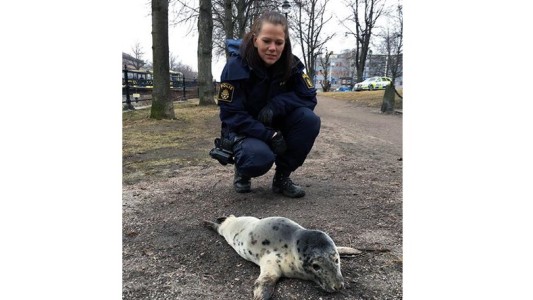 Suecia: la historia de la foca bebé que enamora en Facebook