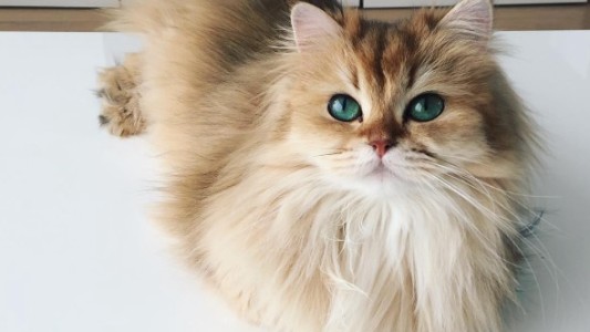 Te presentamos a "Smoothie", la gata más linda del mundo